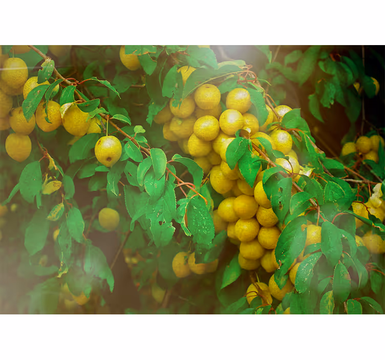 Flower mural lush greenery and fruits - TenStickers
