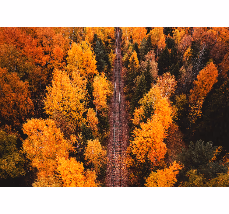 Landscape mural autumn woodland path - TenStickers
