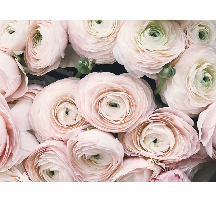 Flower mural delicate ranunculus blooms - TenStickers