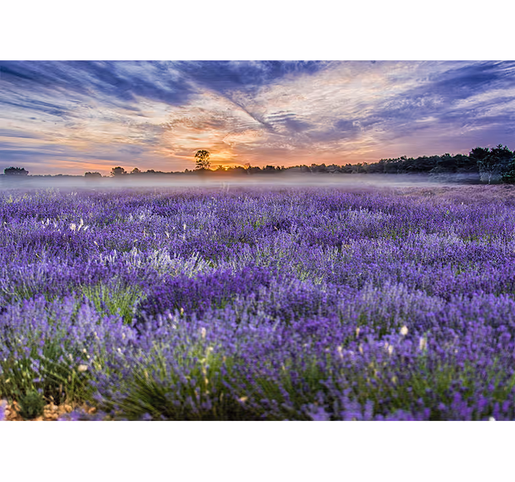 Flower mural lavender field at twilight - TenStickers