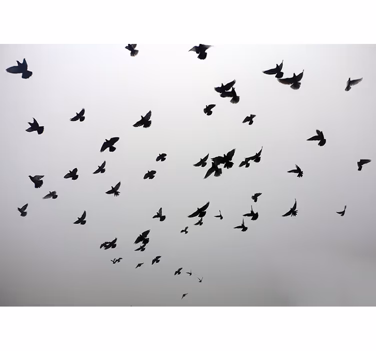 Animal mural flying black birds - TenStickers