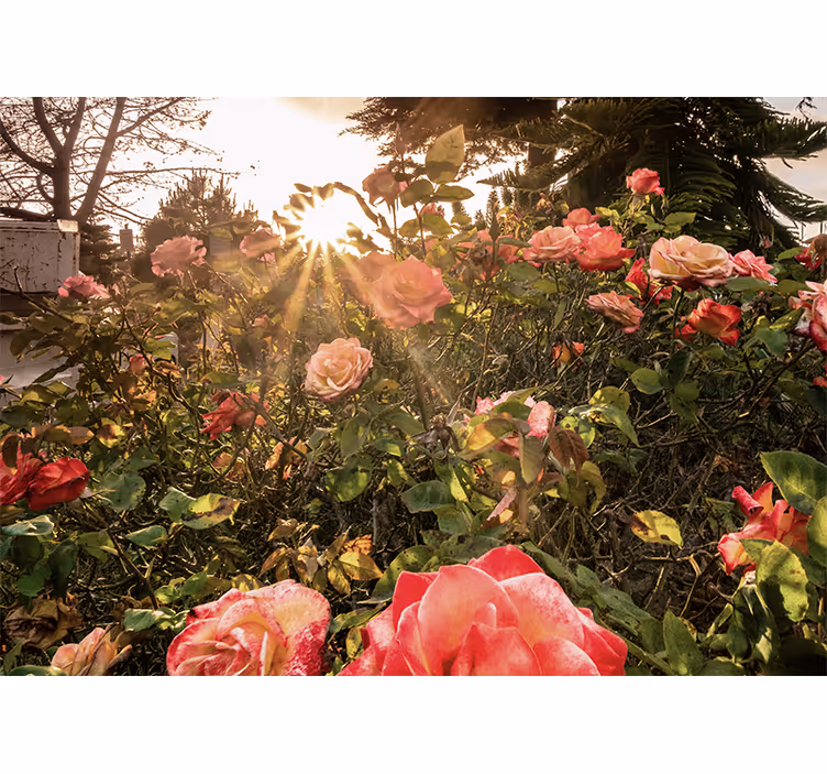 Flower mural sunlit rose garden - TenStickers
