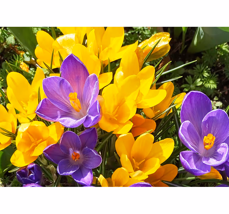 Flower mural colorful crocus blooms - TenStickers