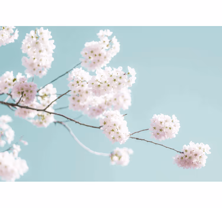 Flower mural sakura blossom branch design - TenStickers