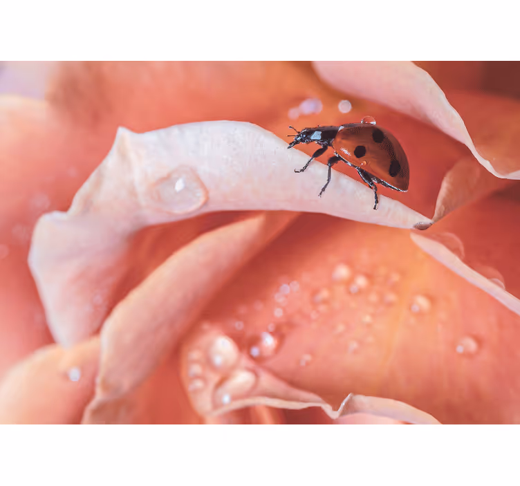 Flower mural ladybug on petal - TenStickers