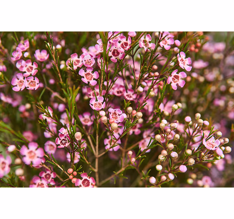 Geraldton Was native flower wall mural - TenStickers