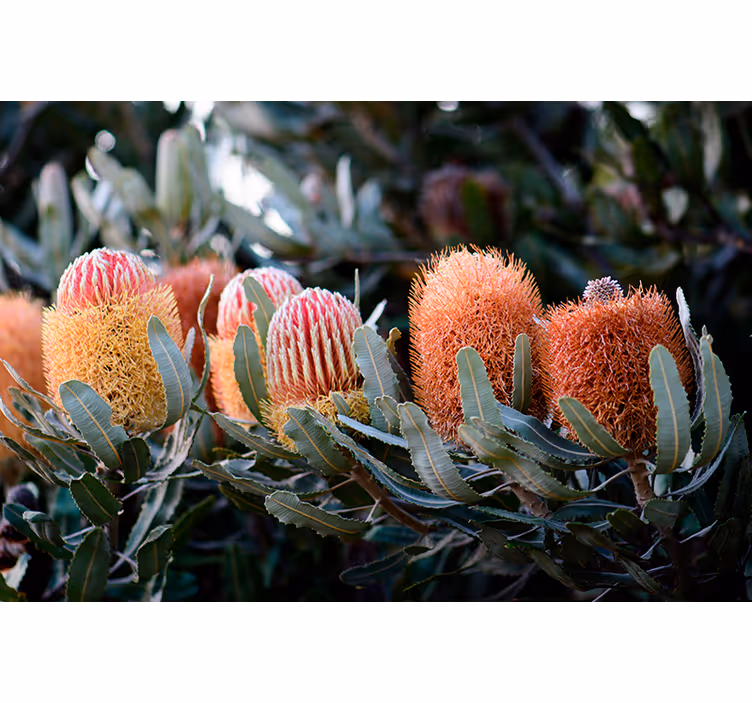 Banksia native Australian plants wall mural - TenStickers