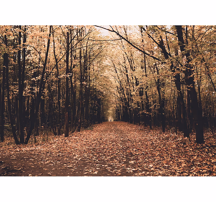 Forest wall mural autumn pathway view - TenStickers