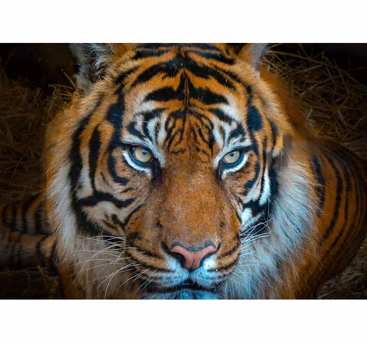 Animal mural regal tiger illustration - TenStickers