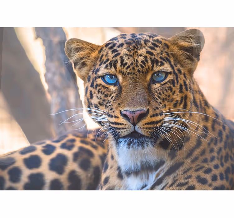 Animal mural leopard portrait close-up - TenStickers