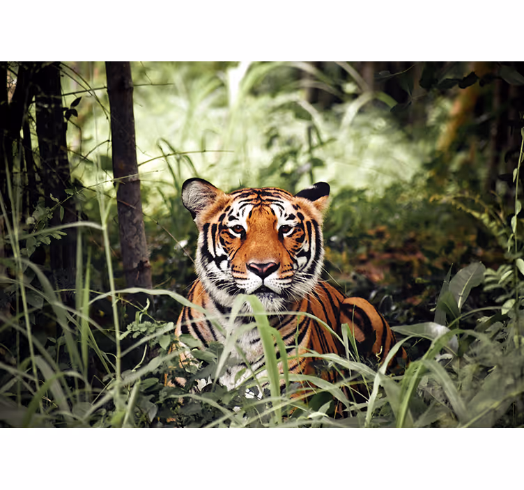 Animal mural regal tiger experience - TenStickers