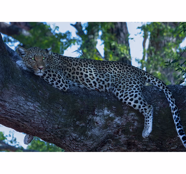 Leopard Resting Comfortably animal mural - TenStickers