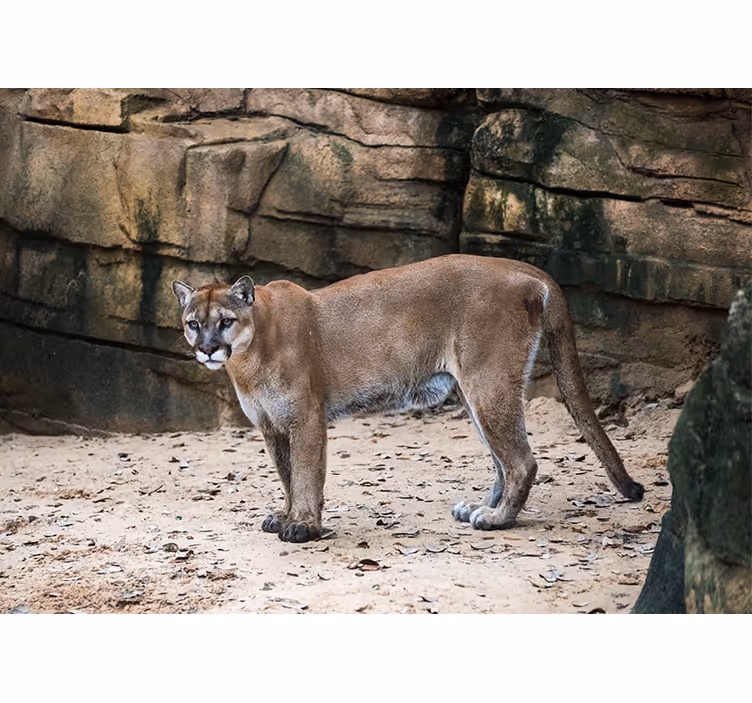 Animal mural cougar in habitat - TenStickers