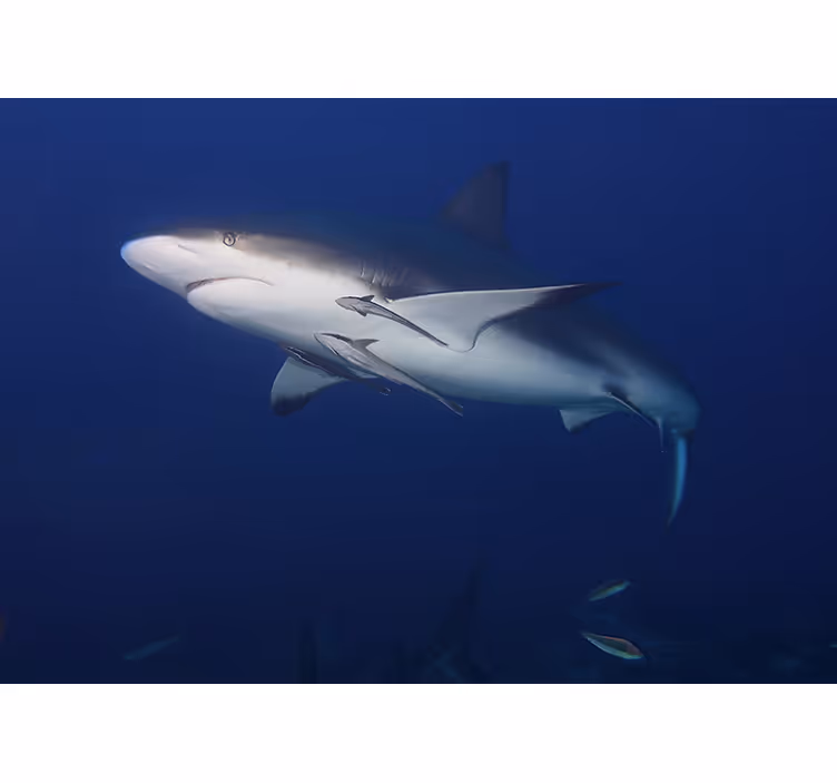 Animal mural majestic shark swim - TenStickers