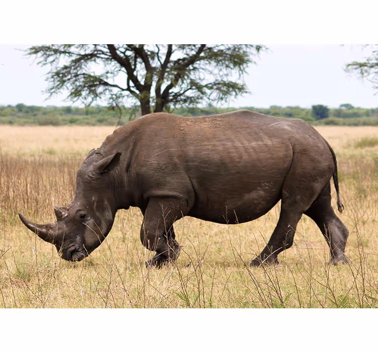 Animal mural rhino grazing in the serengeti - TenStickers