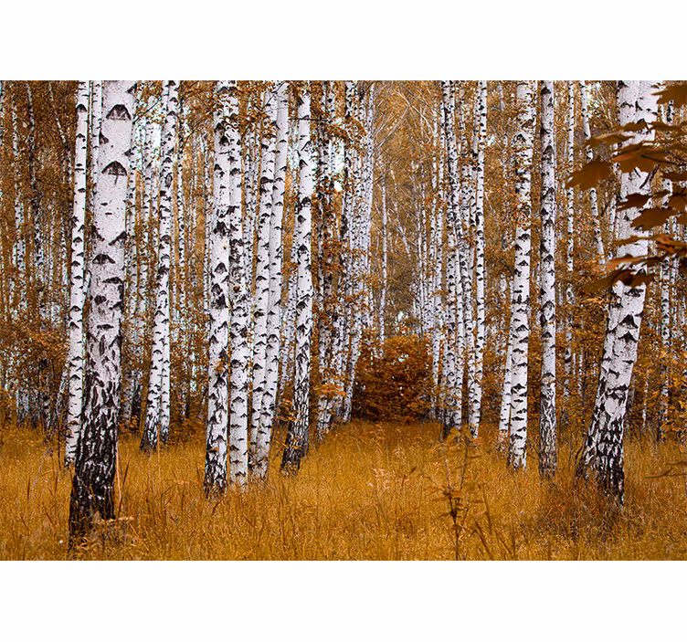Woodland Trees Forest Wall Mural - TenStickers