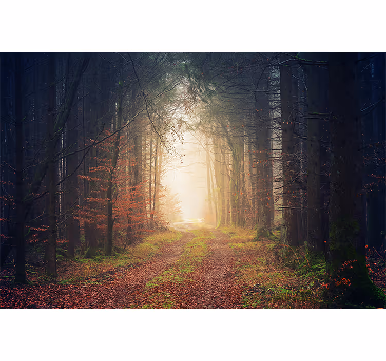 Autumn Forest Road Wall Mural - TenStickers