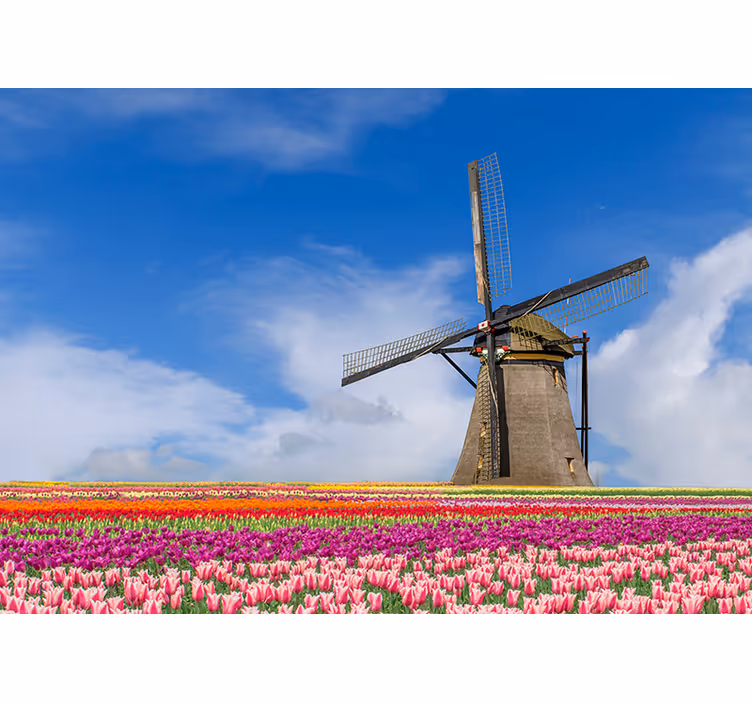 Tulip Field Windmill amsterdam wall mural - TenStickers