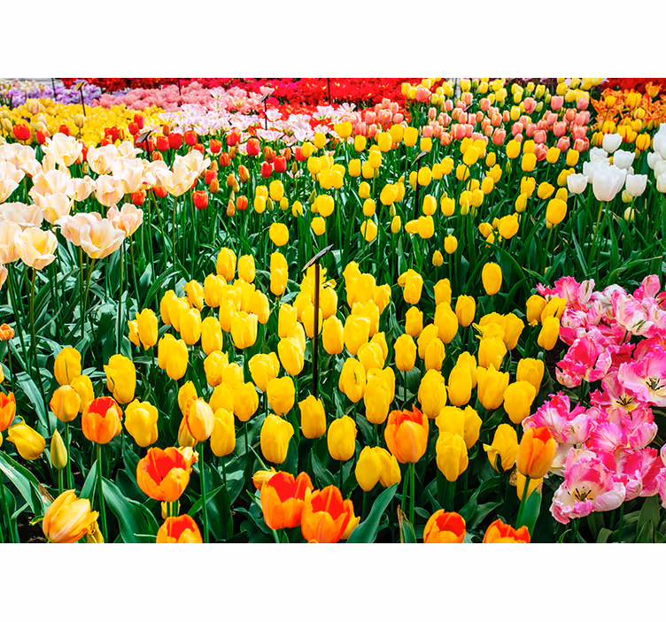 Tulip Field Vista flower mural - TenStickers