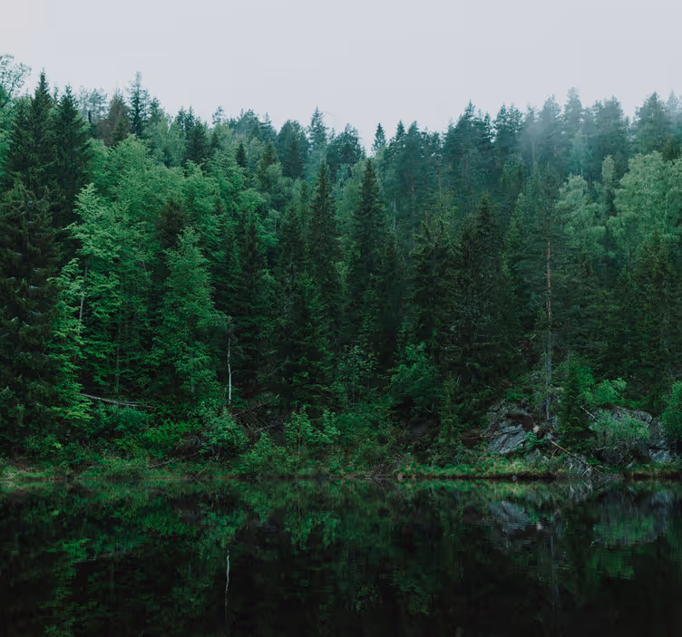 Deep green forest tree mural - TenStickers