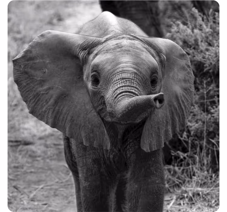 Vintage coasters adorable baby elephant design - TenStickers
