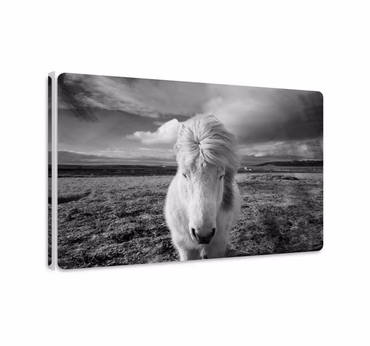 Horse wall art featuring a white horse - TenStickers