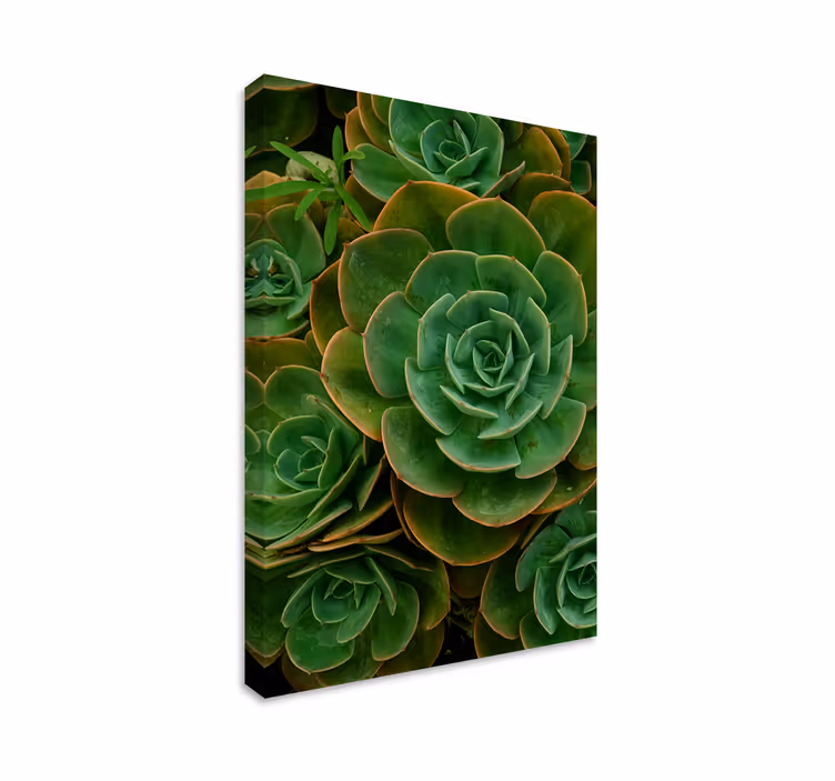 Succulent Plant Close-Up Flowers  canvas - TenStickers