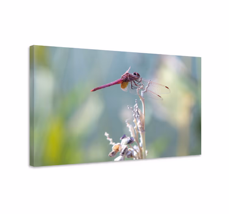 Dragonfly canvas elegant dragonfly perched - TenStickers