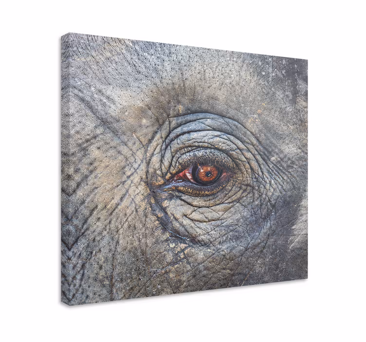 Elephant wallart elephant eye detail - TenStickers