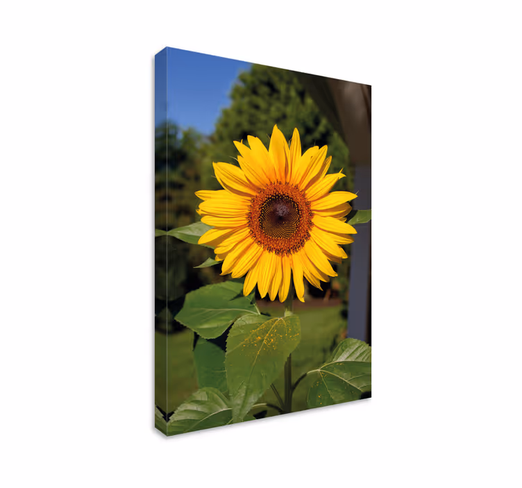 Flowers canvas sunny sunflower blossom - TenStickers