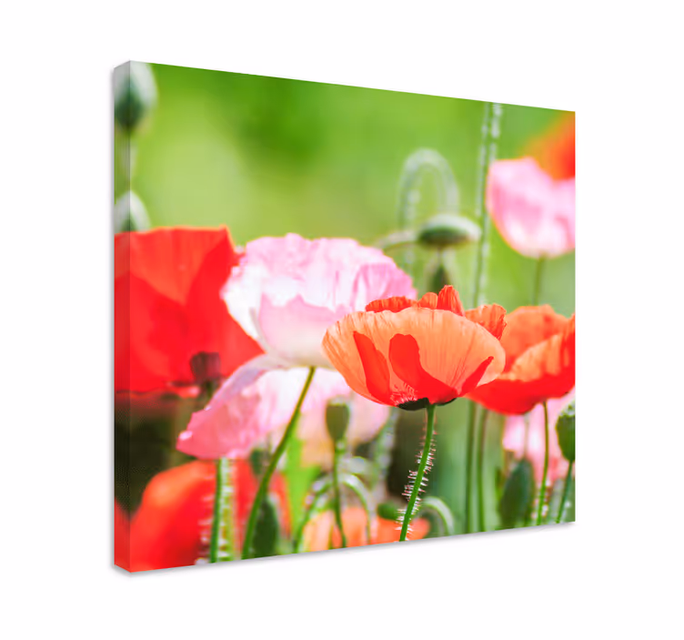Flowers canvas colorful poppy bouquet - TenStickers
