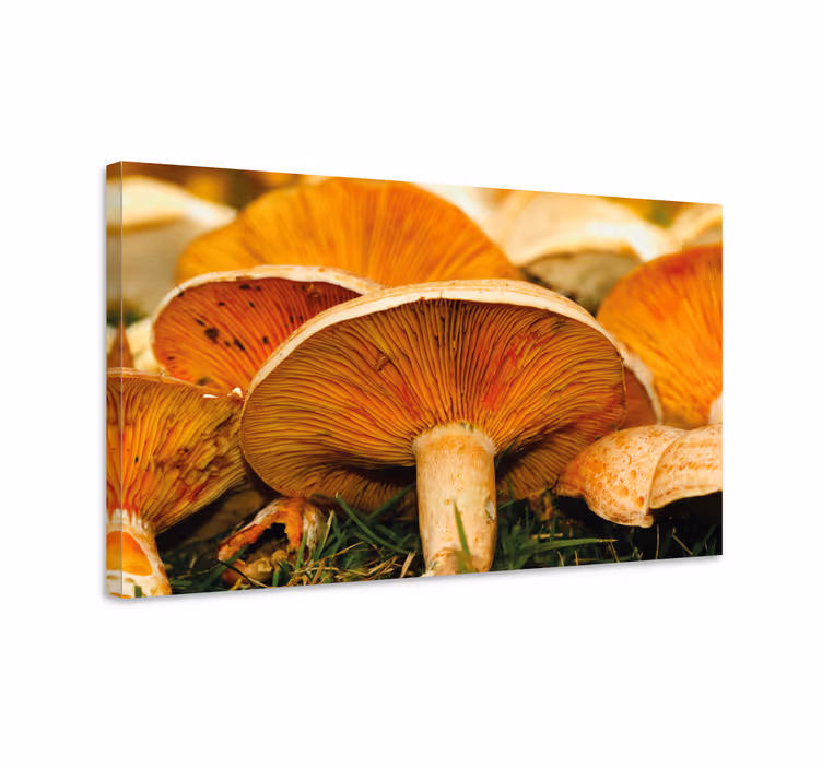 Flowers canvas with whimsical mushroom design - TenStickers