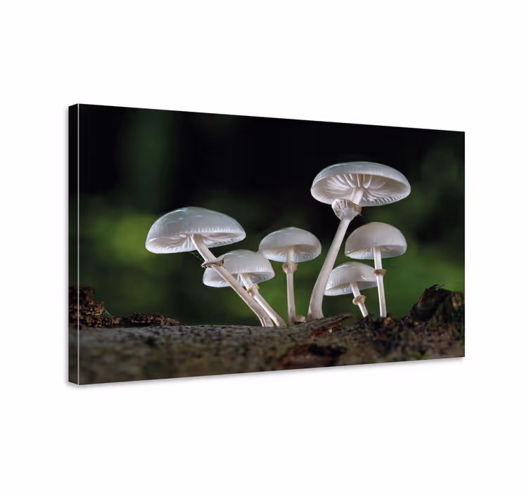 Flowers canvas mushroom forest landscape - TenStickers