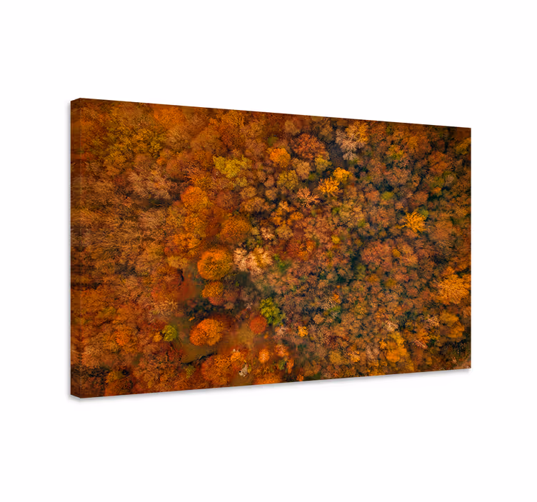 Tree canvas wall art autumn forest canopy - TenStickers