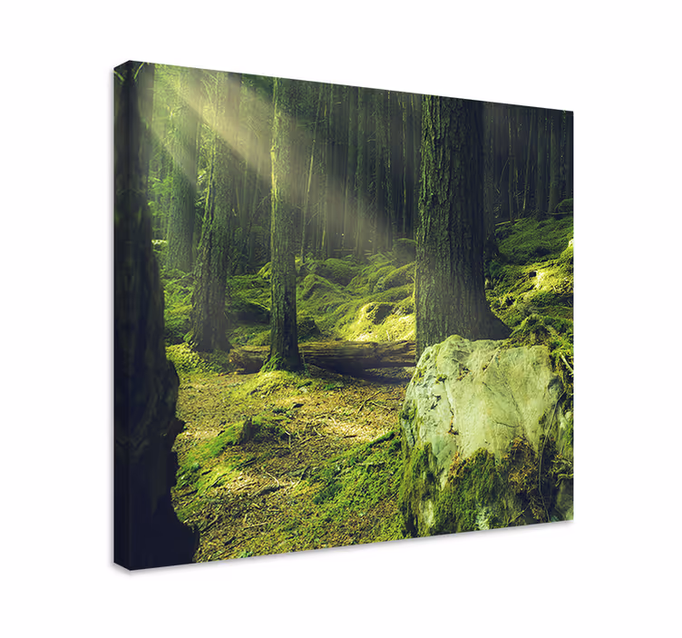 "Nature" rocks moss in forest Tree wall canvas - TenStickers
