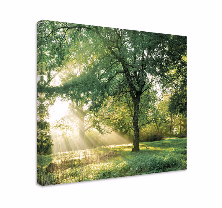 Tree canvas wall art sunlight through trees - TenStickers