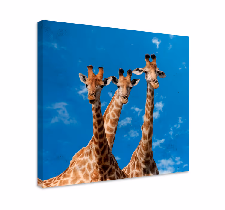 Giraffes Trio Portrait animal canvas wall art - TenStickers