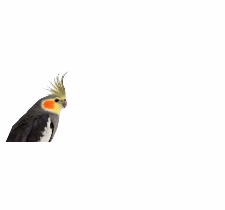 Cockatoo Parrot animal rug - TenStickers