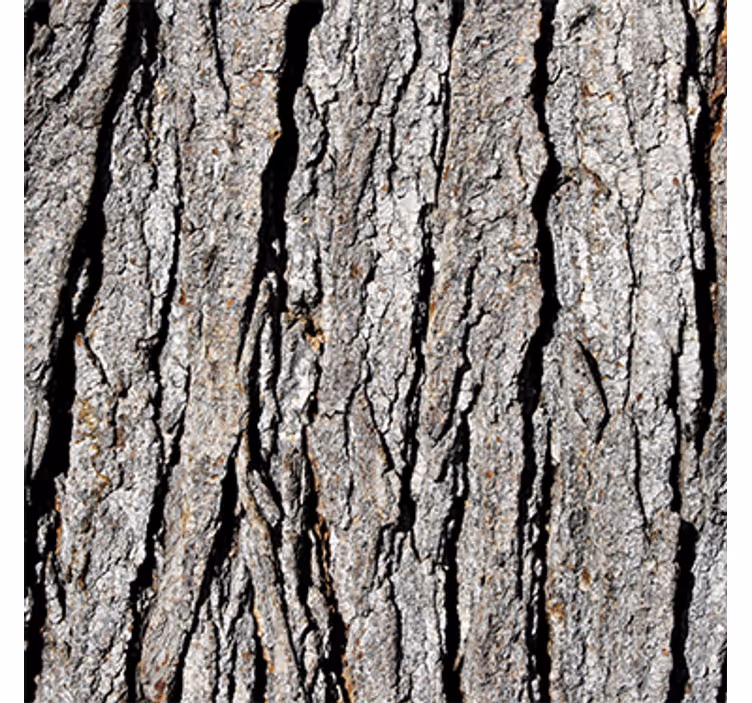 Wood effect wallpaper with realistic trunk pattern - TenStickers