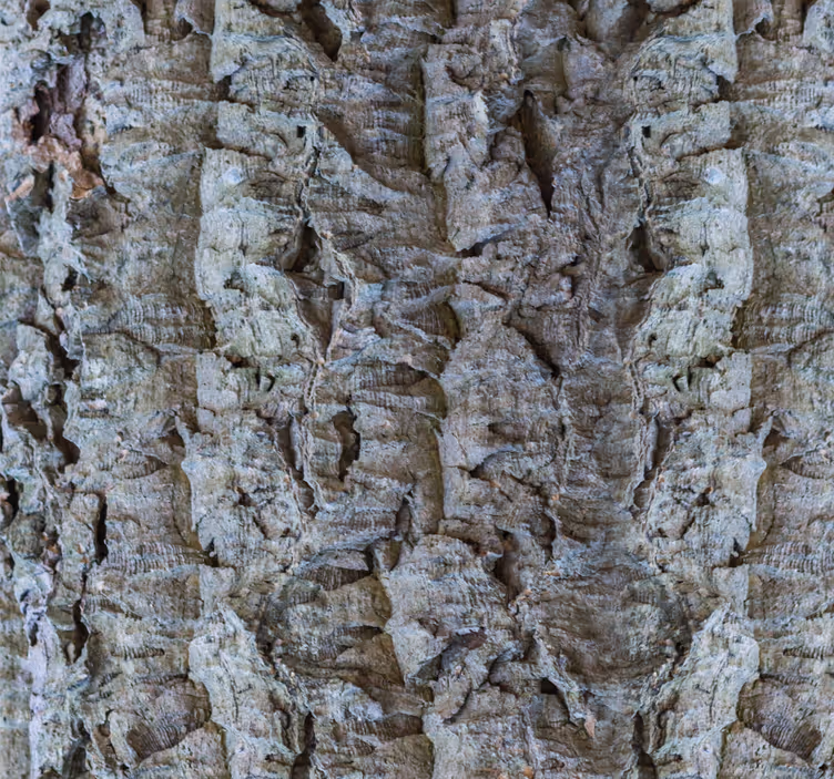 Bark Texture wood effect  wallpaper - TenStickers