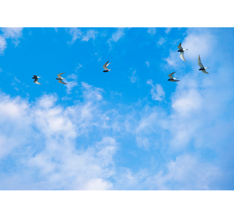 Blue blind blue sky and terns - TenStickers