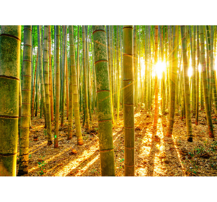 Green blind wallpaper sun and bamboo - TenStickers