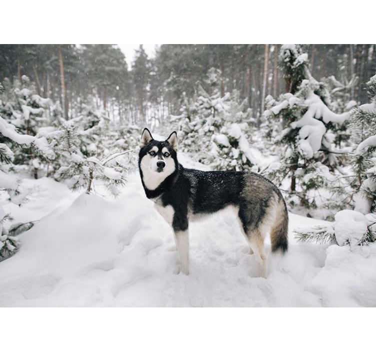 White blind winter forest with husky dog - TenStickers