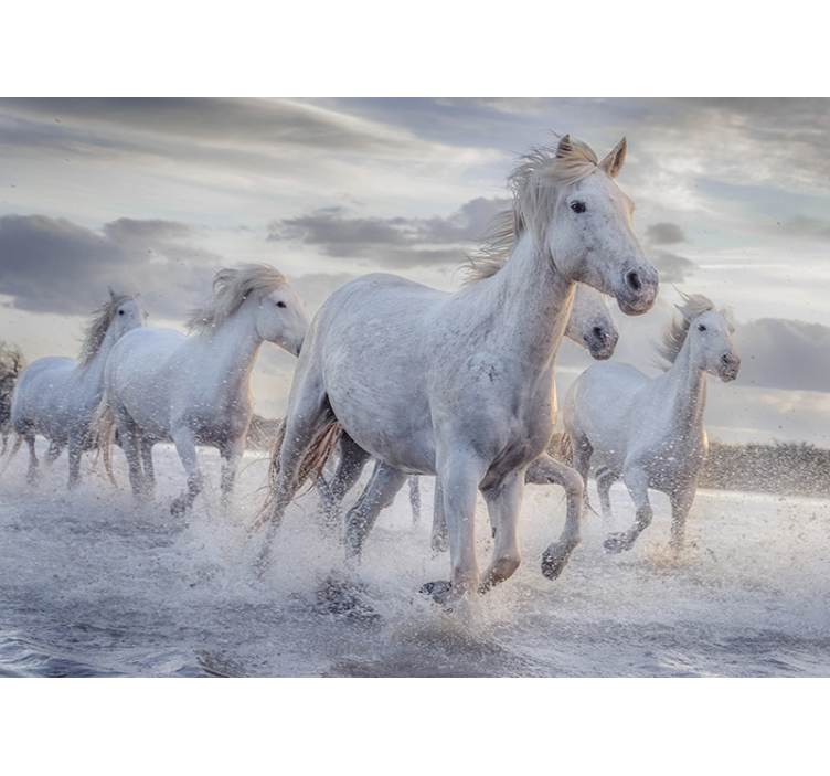 White blind watering horses wall mural - TenStickers