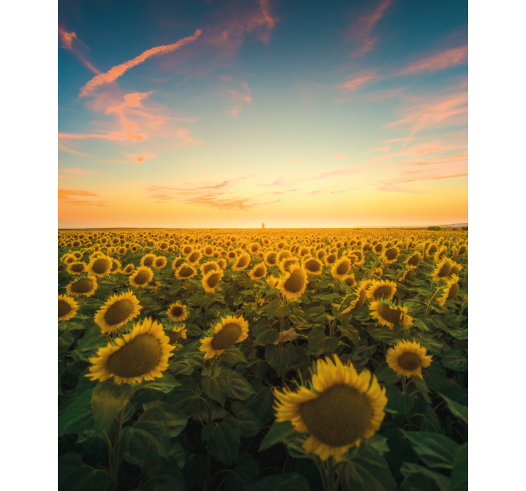 Sunflower Field Sunrise flowers and plant blind - TenStickers