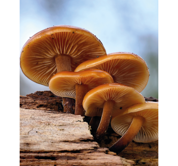 Mushroom Growth flowers and plant blind - TenStickers