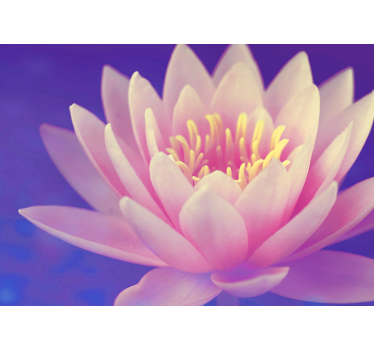 Kitchen blind pink lotus flower - TenStickers