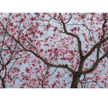Kitchen blind with beautiful pink cherry blossoms - TenStickers