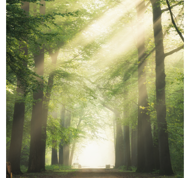 Living room blind green forest with sunlight - TenStickers