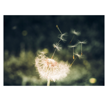Living room blind dandelion seeds in the sunlight - TenStickers